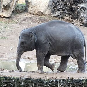 Young Elephant
