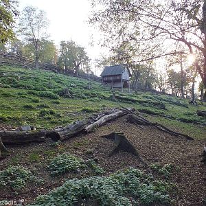 White-lipped Deer Enclosure