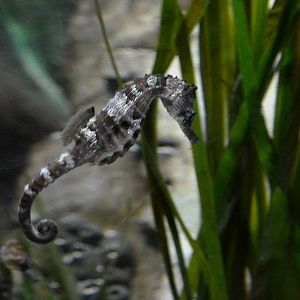 Long snouted Seahorse