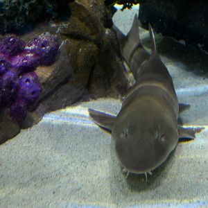 Brown banded bambooshark