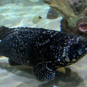 Giant Grouper