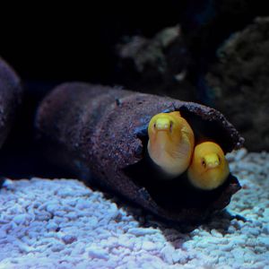 Golden Dwarf Moray