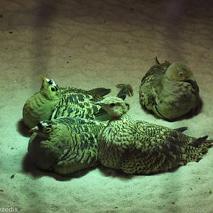 Two species of Sandgrouse (I think)