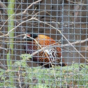 Zerafshan Pheasant