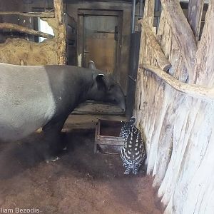 Malayan Tapir With baby