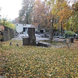 Penguin Outdoor Enclosure