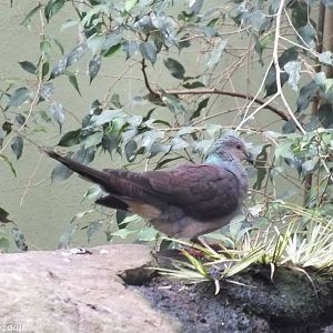 Barred Cuckoo-dove