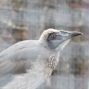 Helmeted Friarbird