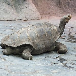 Giant Tortoise