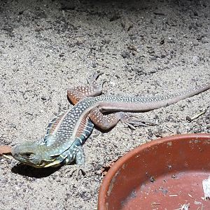 Giant Butterfly Agama