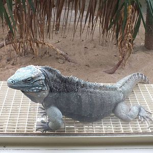 Blue Iguana