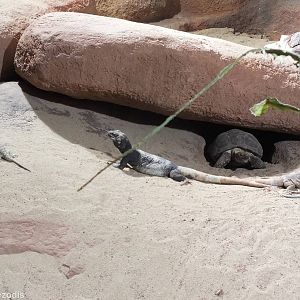 Five Different Reptile Species