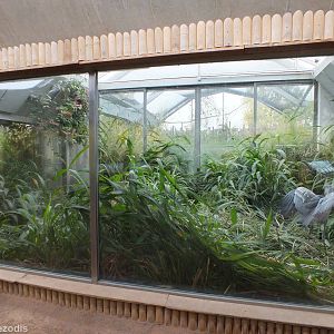 Shoebill Enclosure