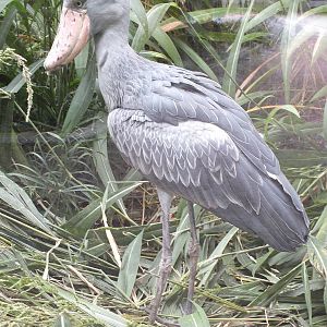 Shoebill