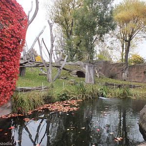 Gorilla Outdoor Area