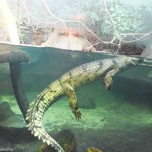 Gharial