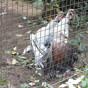 Pink-headed Imperial-pigeon