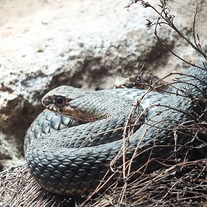 Eastern Montpellier Snake