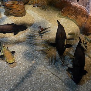 Mixed species exhibit