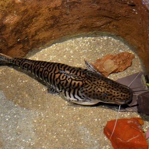Tiger shovel nosed catfish