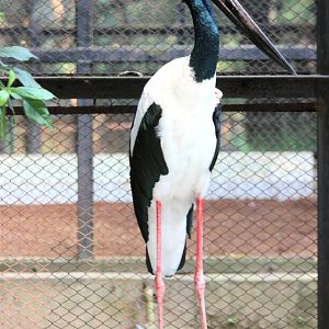black-necked stork