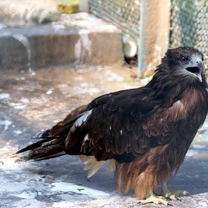 Crested Serpent Eagle