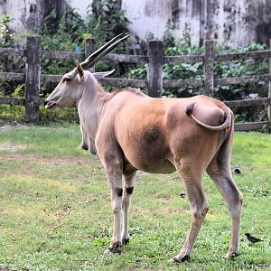 Eland