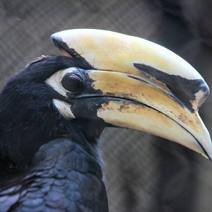 Pied Hornbill