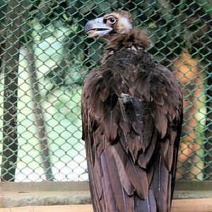 Cinereous Vulture
