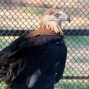 Pallas' Fishing Eagle