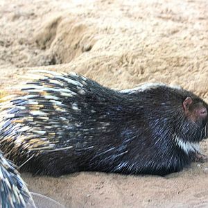 indian crested porcupine