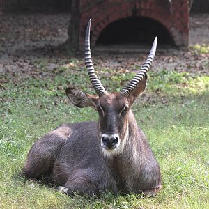 waterbuck