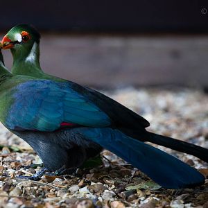 White-cheeked turaco : Hamerton : 09 Aug 2015