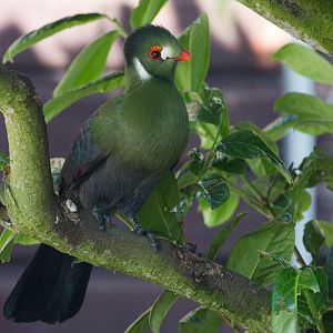 White-cheeked turaco : Hamerton : 09 Aug 2015