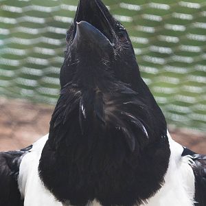 Pied crow : Hamerton : 09 Aug 2015