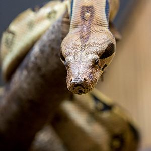 Boa constrictor : Hamerton : 09 Aug 2015