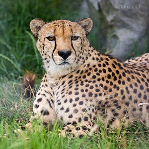 Cheetah : Hamerton : 09 Aug 2015