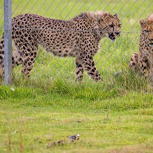 Cheetah : Hamerton : 09 Aug 2015