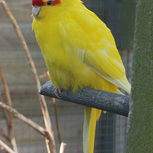 Red-fronted Kakariki, 9th June 2015