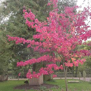 Autumn colours in the Wallaby exhibit, 8th October 2015