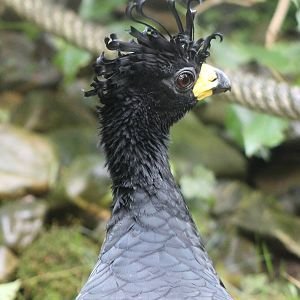 Bare-faced curassow