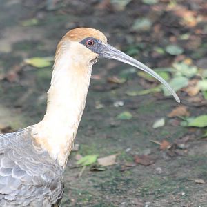 Buff-necked ibis