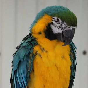 Blue and yellow macaw