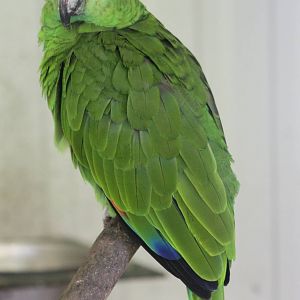 Blue-fronted amazon