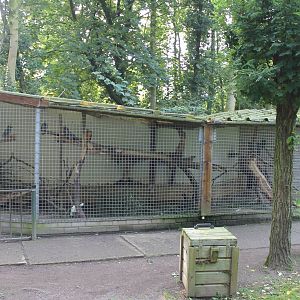 Parrot aviary