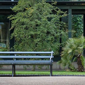 General view / Asiatic lion : Bristol : 19 Oct 2015