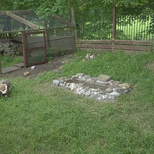Wider view of extension to Raccoon Dog exhibit, 24th June 2015