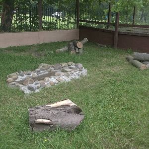 Wider view of extension to Raccoon Dog exhibit, 1st July 2015