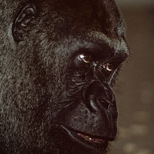 Guy the gorilla 1976