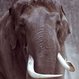 Indian elephant bull 1972